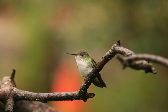 Hummingbirds of the Sacred Valley - Cusco - Common Questions