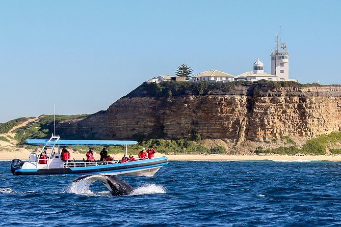 Humpback Whale Encounter Tour from Newcastle - Good To Know