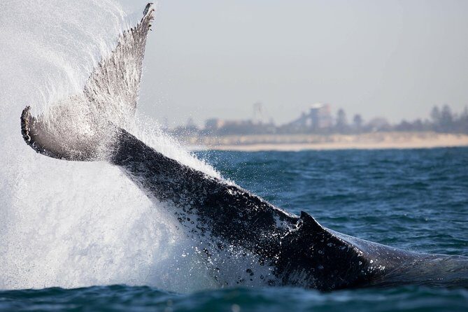 Humpback Whale Encounter Tour from Newcastle - FAQs
