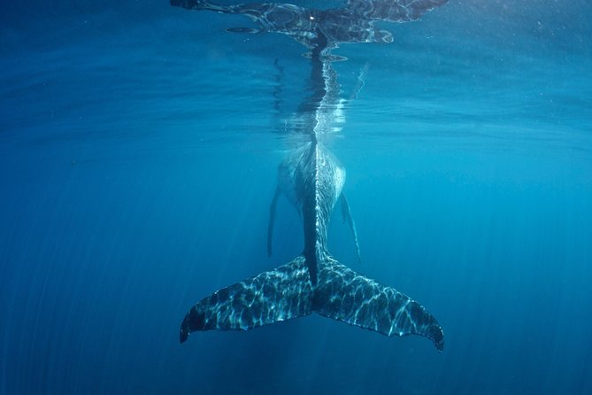 Humpback Whale Safari - Overview and Operator Information