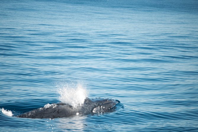 Humpback Whale Safari - What To Expect