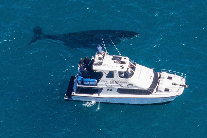 Humpback Whale Safari - Directions