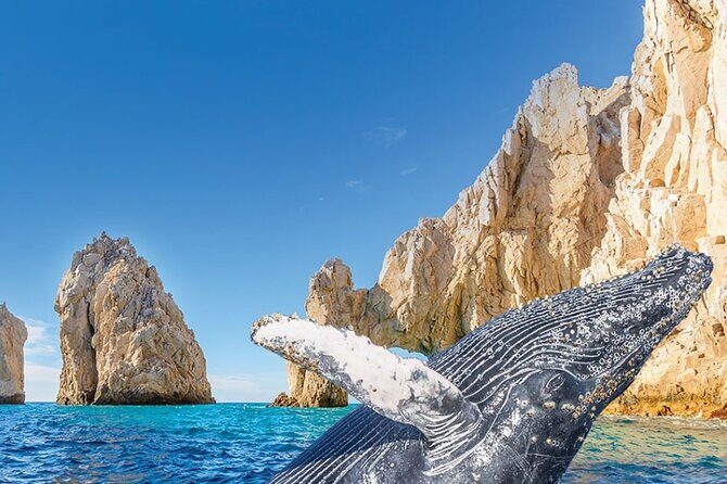 Humpback Whale Watching and Cabo San Lucas Arch Tour - Good To Know