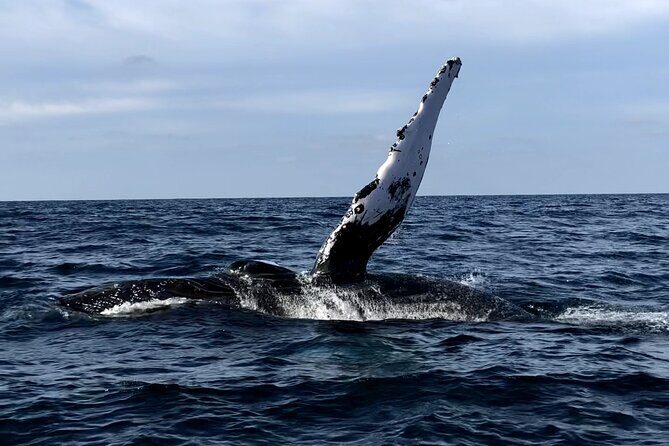 Humpback Whale Watching Private Tour - Good To Know