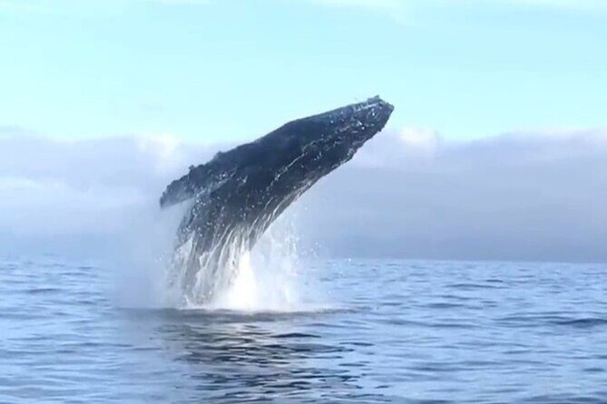 Humpback Whale Watching Private Tour - What to Expect from the Humpback Whale Watching Tour