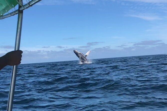 Humpback Whale Watching Private Tour - Authentic Experiences and Traveler Insights