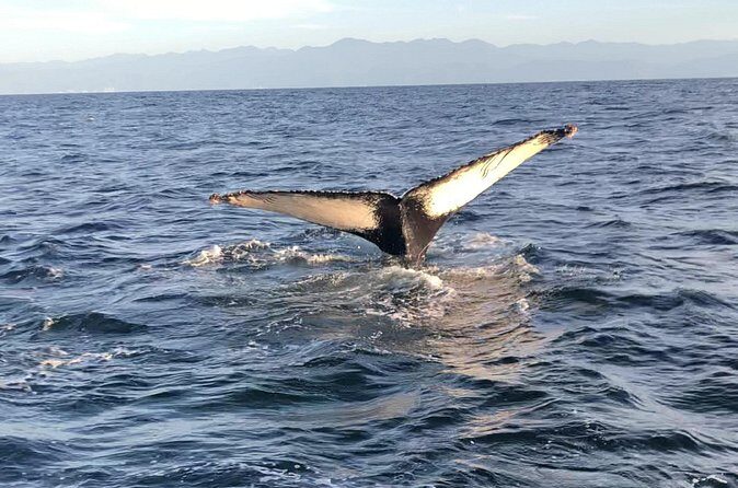 Humpback Whale Watching Private Tour - Analyzing the Value and Cost