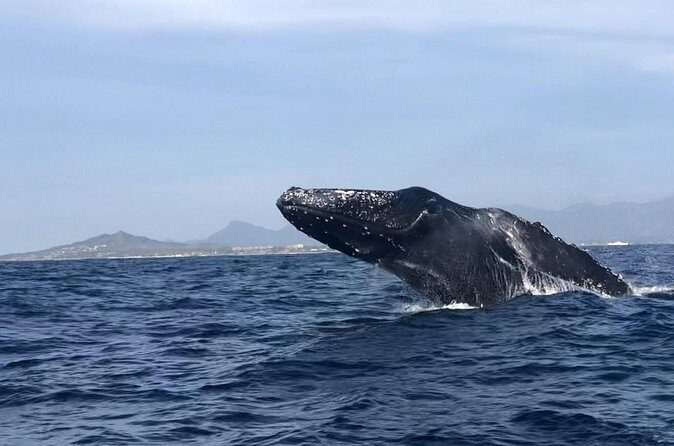 Humpback Whale Watching Private Tour - FAQs
