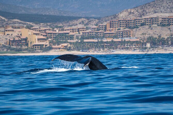 Humpback Whale Watching Private Tour Lead by Marine Biologist - Detailed Review of the Tour