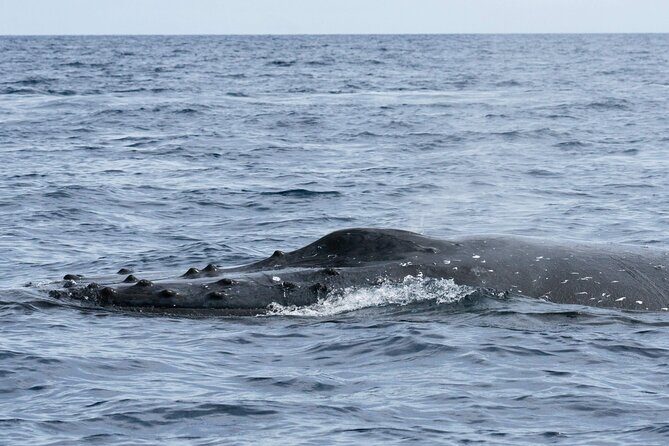 Humpback Whale Watching Private Tour Lead by Marine Biologist - FAQ