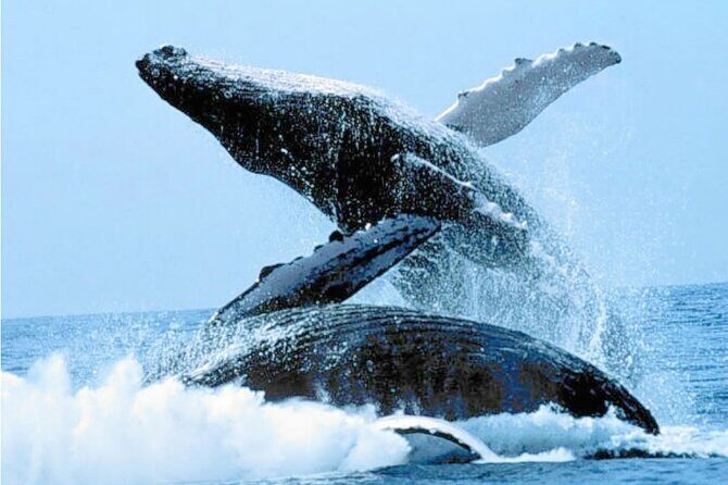 Humpback Whales Excursion in Samana - Good To Know