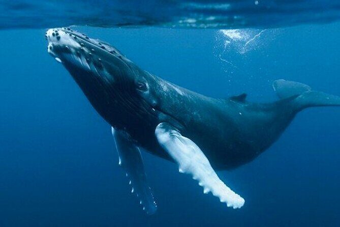Humpback Whales Excursion in Samana - Who Is This Tour Best For?