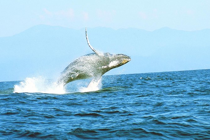 Humpback Whales Watching Samana Eco-Tour - Pricing and Booking Details