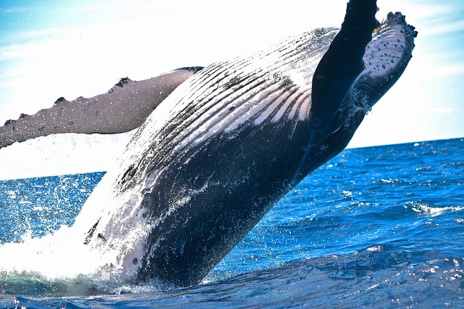 Humpback Whales Watching Samana Eco-Tour - Punta Cana - Tour Itinerary