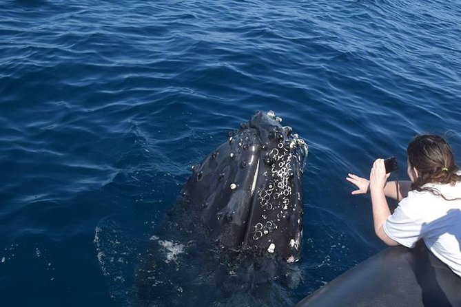 Humpback Whales Watching Samana Eco-Tour - Punta Cana - Pricing and Booking Details