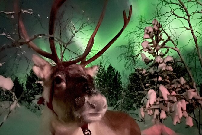 Hunt for Auroras by Reindeer Sled in Kiruna - Traveler Photos and Reviews