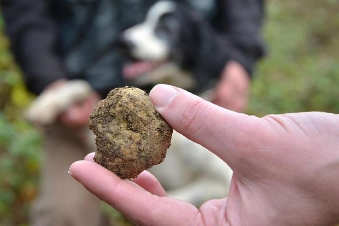Hunt for Truffles in the Tuscany Hills of Florence - Truffle Hunting Experience Overview