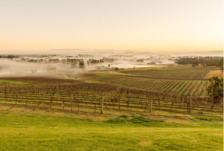 Hunter Valley: 1-Hour Cheese and Barrel Wine Tasting - Reviews and Feedback