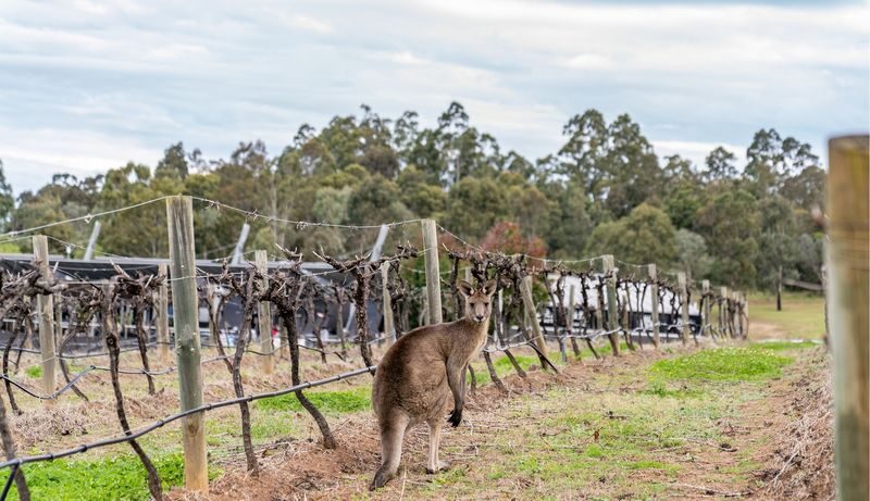 Hunter Valley Day Tours and Experiences - First decide what kind of Hunter Valley day you want