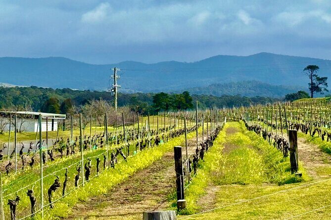 Hunter Valley Escape A Day of Wine Art and Aussie Countryside - Exploring Boutique Wineries and Hidden Gems