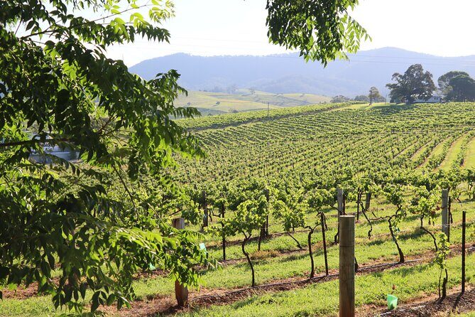 Hunter Valley Premium Tastings with Lunch - What to Expect from the Hunter Valley Premium Tastings Tour