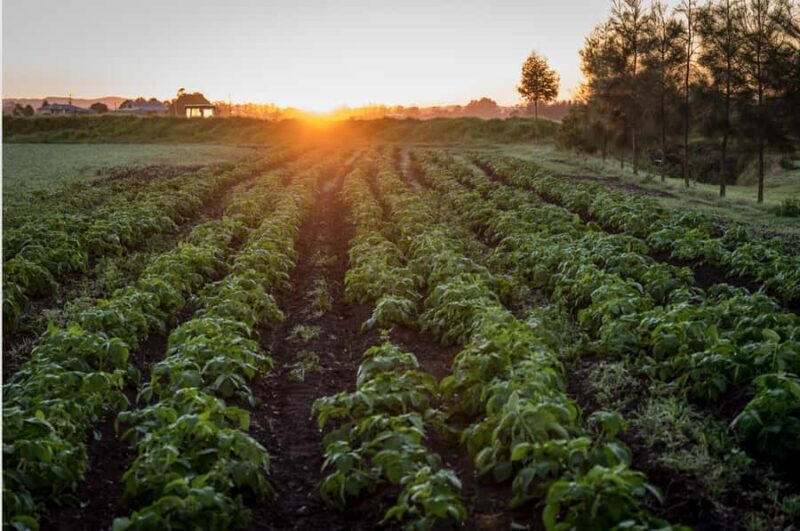 Hunter Valley: Private Day Tour from Sydney with Your Crew! - The Importance of a Knowledgeable Guide