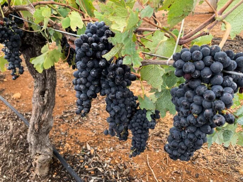 Hunter Valley: Private Day Tour from Sydney with Your Crew! - Supporting Local and Authentic Experiences