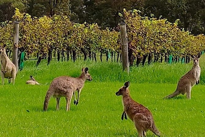 Hunter Valley Private Full-Day Wineries Tour With Lunch - Common Questions