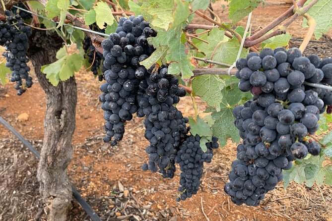 Hunter Valley Private Tour - Professional Tour Guide