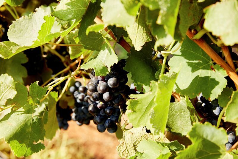 Hunter Valley Scenic Wine and Cheese Tour from Sydney - Village shops and galleries may be a quick stop