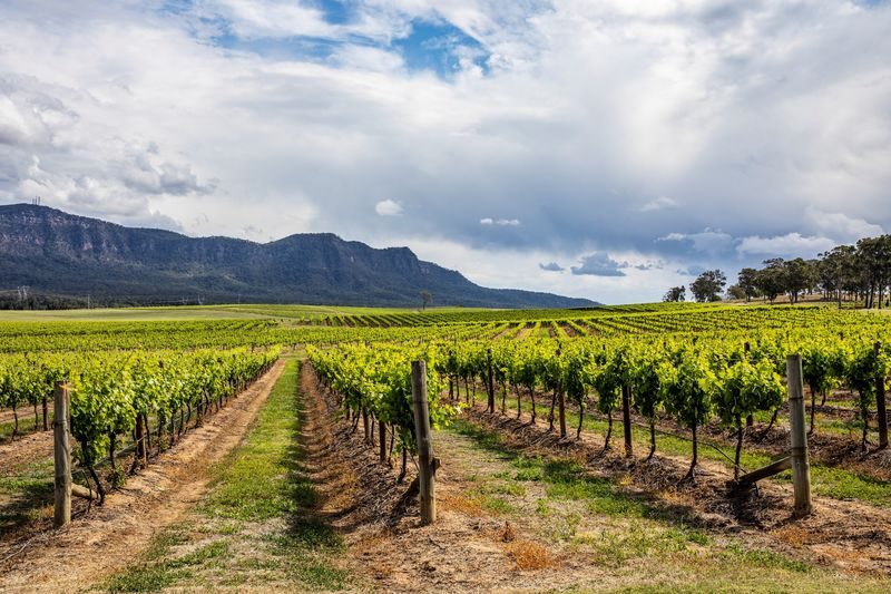 Hunter Valley Scenic Wine and Cheese Tour from Sydney - What the day feels like, and who will enjoy it