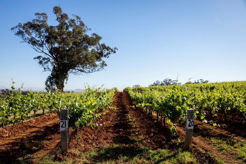 Hunter Valley Scenic Wine and Cheese Tour from Sydney - Should you book this Hunter Valley tour?