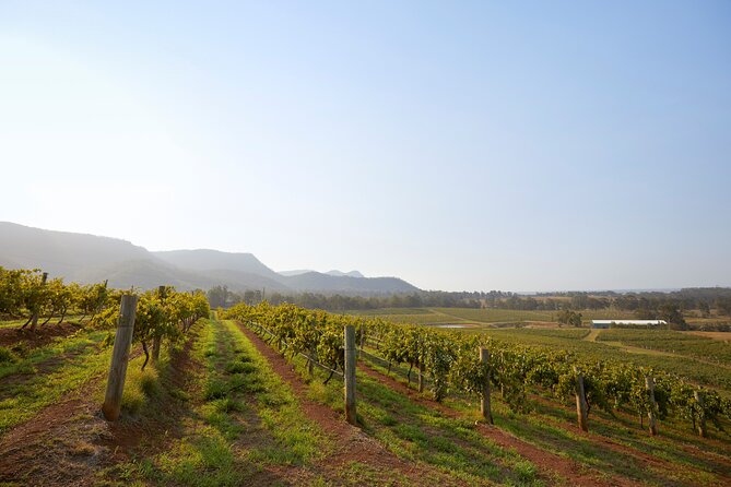 Hunter Valley Small Group Wine, Gin, Cheese & Chocolate Tour From Sydney - Traveler Photos