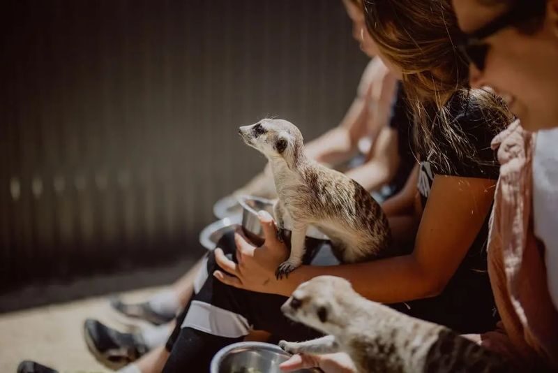 Hunter Valley Wildlife Park Ticket - From kangaroos to giraffes, choose your level of interaction