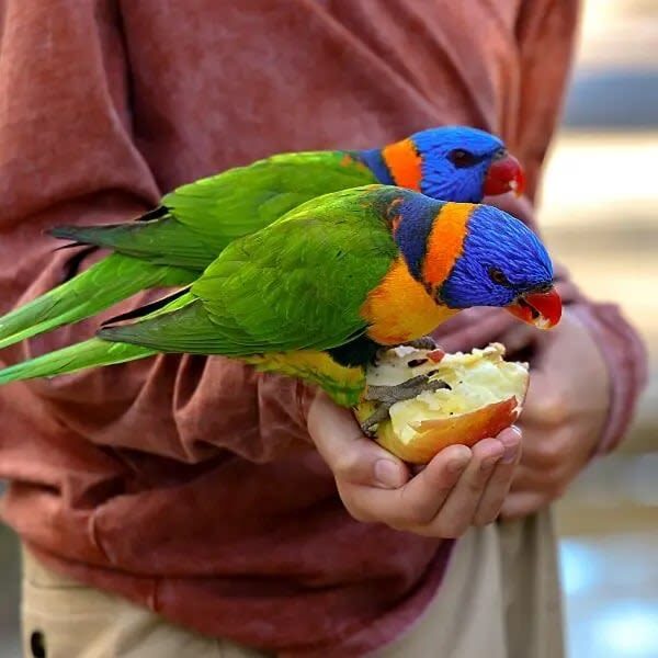 Hunter Valley Wildlife Park Ticket - A conservation message, not just a photo stop