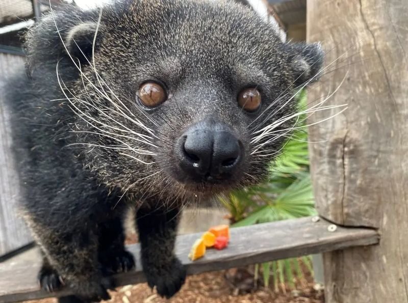 Hunter Valley Wildlife Park Ticket - Two or three hours is a sensible plan