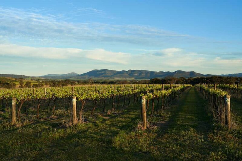 Hunter Valley Wine & Cheese Tasting Tour from Sydney - What Makes This Tour Stand Out?