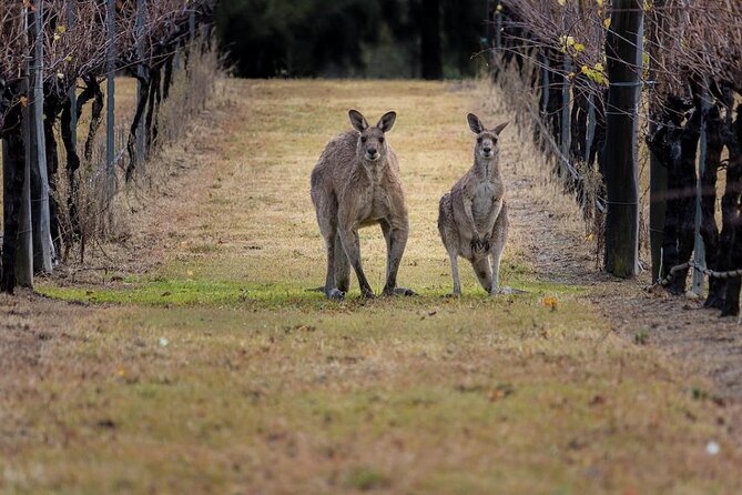 Hunter Valley Wine Tasting Lunch Guided Day Tour - Common Questions