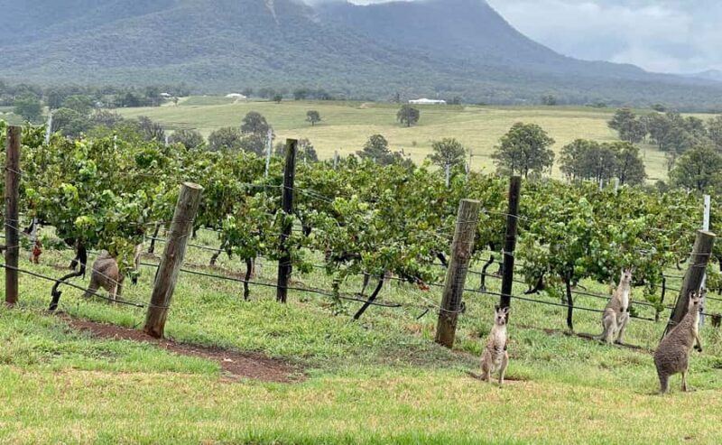 Hunter Valley Wine Tasting | Private Day Tour | From Sydney - How the Tour Works: An In-Depth Look