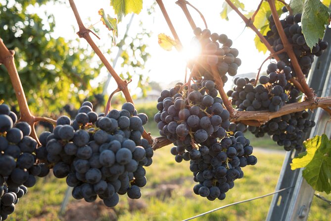Hunter Valley Wine Tour Ex Hunter Valley - Lunch, Cheese, Chocolate, Distillery - Tour Itinerary and Experiences