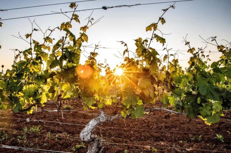 Hunter Valley: Wine Tour with 3 Tastings and Garden Lunch - Good To Know