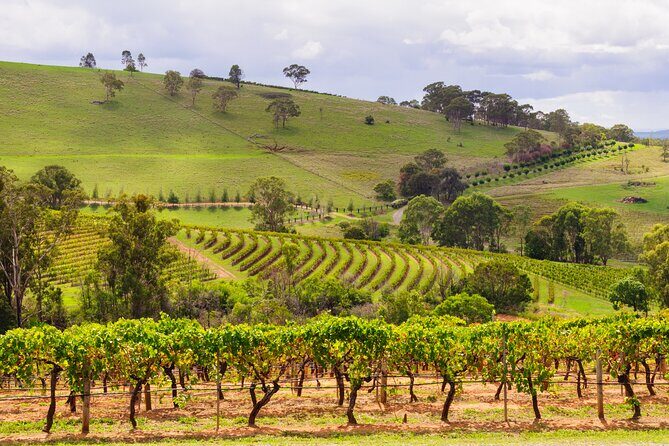Hunter Valley Winery - Premium Tasting for Private Group Tours - Who Is This Tour Best For?