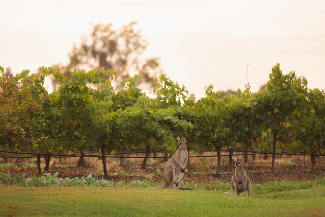 Hunter Valley Winery - Premium Tasting for Private Group Tours - Final Thoughts