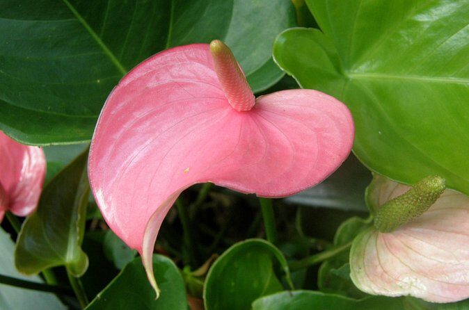 Hunte's Garden and St Nicholas Abbey small group Barbados tour - FAQs