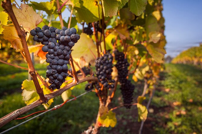 Huon Valley Wine and Farm Gate Trail. - Learn About the Winemaking Process