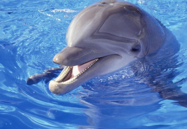 Hurghada: 1-Hour Show at Dolphin World With Optional Pickup - Booking Details