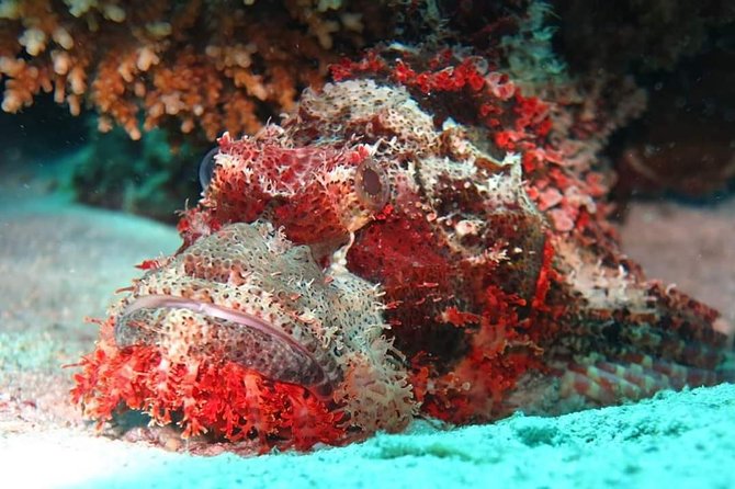 Hurghada Diving - Safety Tips From Instructor