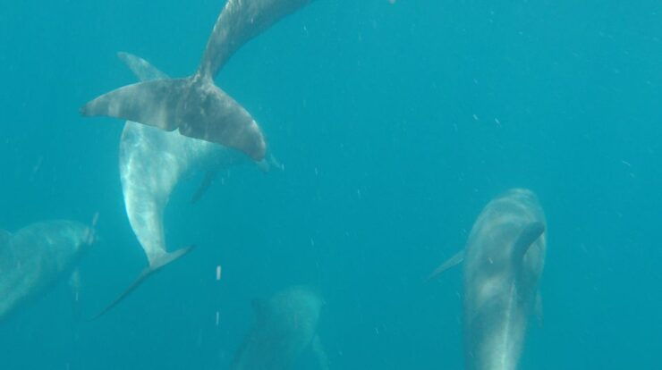 Hurghada: Dolphin House Discovery Cruise, Snorkeling & Lunch - Activity Details