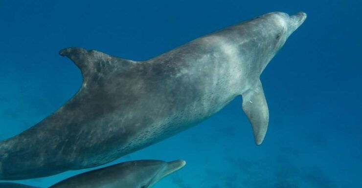 Hurghada: Dolphin House Discovery Cruise, Snorkeling & Lunch - Experience Highlights