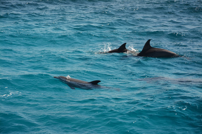 Hurghada Dolphin House Full-Day Snorkeling with Lunch - At a glance
